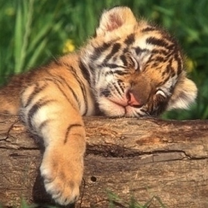 Team Page: Tiger Cub